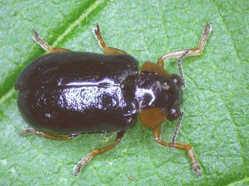 Réf. 283 674 : Smaragdina aurita